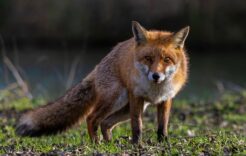 Więcej o: Komunikat Lubelskiego Wojewódzkiego Lekarza Weterynarii – Wiosenna akcja szczepień lisów